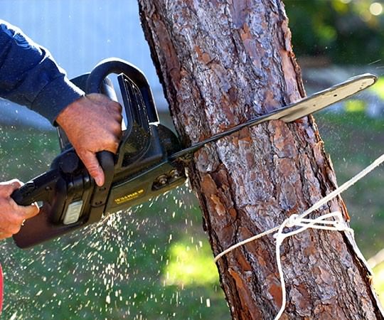 Спил деревьев в Архангельске и  Архангельской области